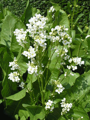 COCHLEARIA ARMORACIA